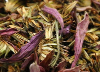 Echinacea