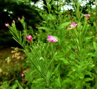 plants of Epilobium hirsutum L with small pink bud and flowers grow in mountain field