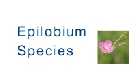 Epilobium conspersum Hausskn.