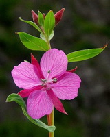 pink flowers of Epilobium latifolium