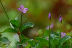 plants of Epilobium minutiflorum Hausskn,flowering Thin-seed willow herb with small pink flower and flower bud grow in field