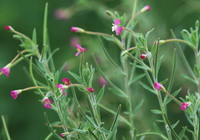 Epilobium Herb