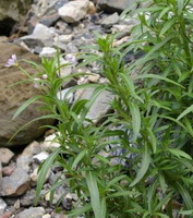 plants of Epilobium sinense,flowering plants of Chinese willow herb with small white flowers grow on mountain