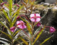flowering plant of Epilobium speciosum Decne