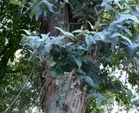 Eucalyptus