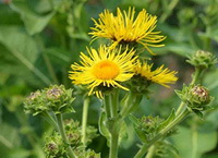 Elecampane