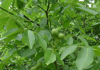 English Walnut Leaf