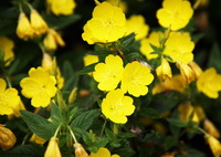 Evening Primrose Oil
