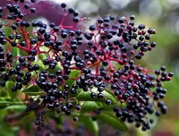 Elder