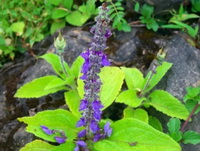 Forskolin