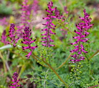 Fumitory