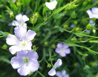 Flax