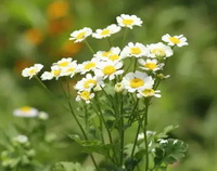 Feverfew