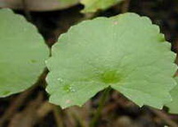 Gotu Kola