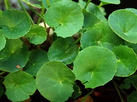 plants of Centella asiatica with many green leaves grow in a cluster