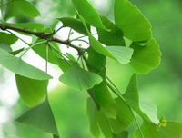 Ginkgo