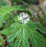 Goldenseal