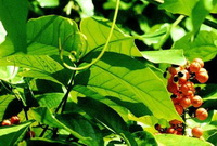 Guarana