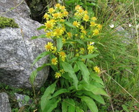 Goldenrod