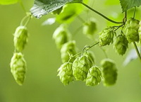 Hops