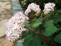 Hydrangea