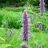 flowering plants of Hyssopus officinalis with lilac flowers grow in grass field