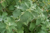Horehound