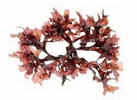 Irish Moss