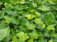 Ivy