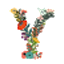 Y
