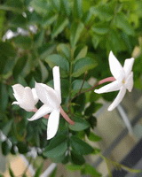 Jasmine
