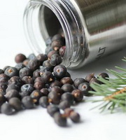 Juniper Berry