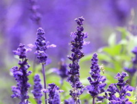 Lavender
