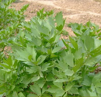 Lovage
