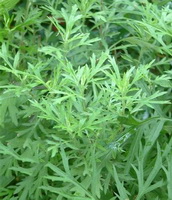 Mugwort