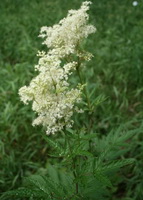 Meadowsweet