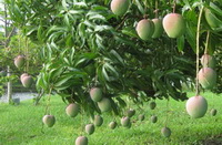 Mango Leaves