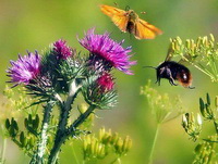 Milk Thistle