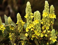 Mullein