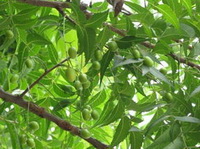 Neem
