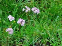 Nardostachys Root