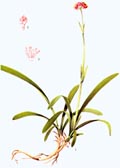 a colorful drawing of Nardostachys chinensis Batal,root,green stem and leaves,small red flowers