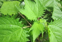 Nettle