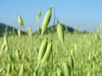 Oats