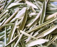 Olive Leaf