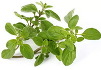 Oregano
