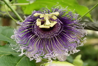 Passionflower