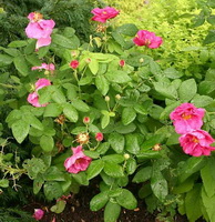 flowering shrub of Rosa gallica with pink flowers grow in a cluster