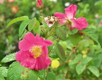 flowering plant of Rosa gallica with pink flowers grow in field