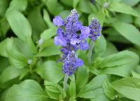 Sage